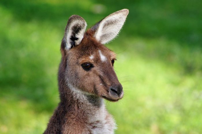 CH Wildlife Carers | Wildlife Care in Central QLD